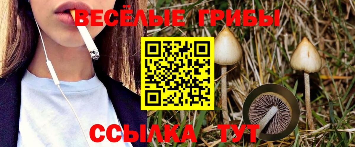 Галлюциногенные грибы Psilocybe  Вход с VPN  Елец 