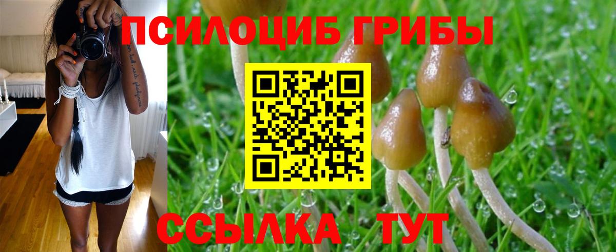 Псилоцибиновые грибы Psilocybine cubensis Елец